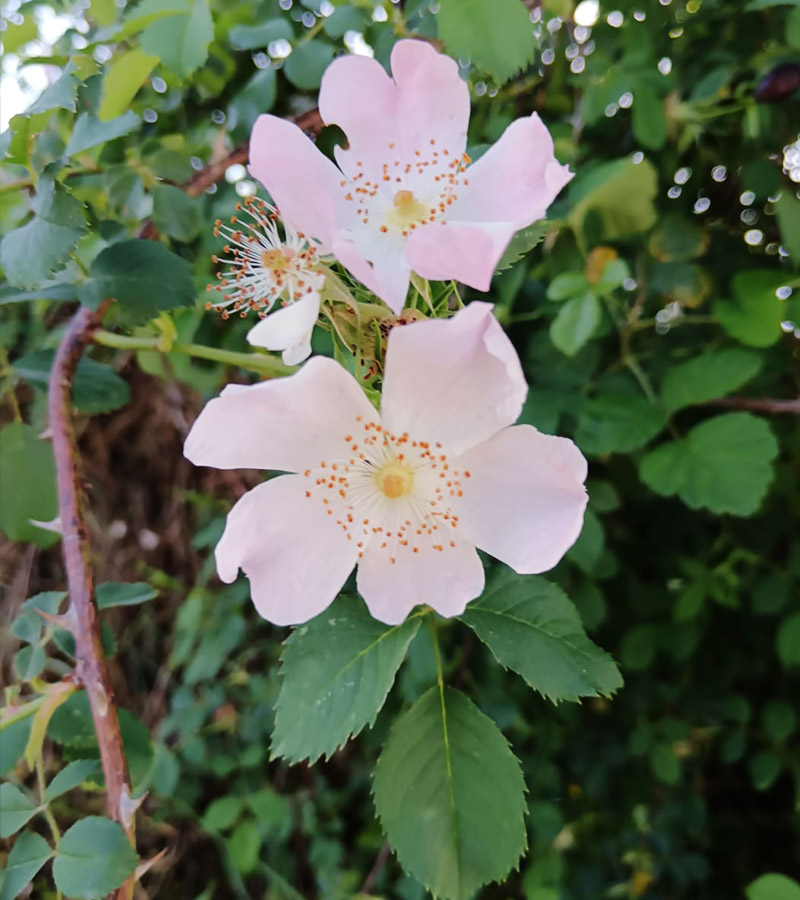 L'Oasi%20di%20Attilio