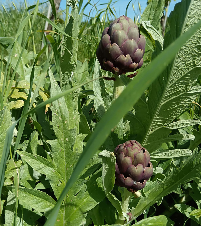 L'Oasi%20di%20Attilio