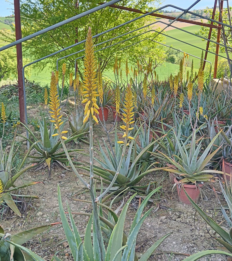 L'Oasi%20di%20Attilio