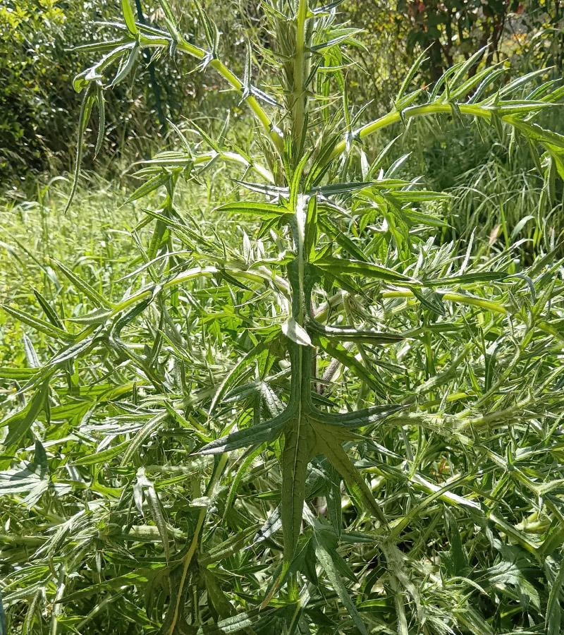 L'Oasi%20di%20Attilio