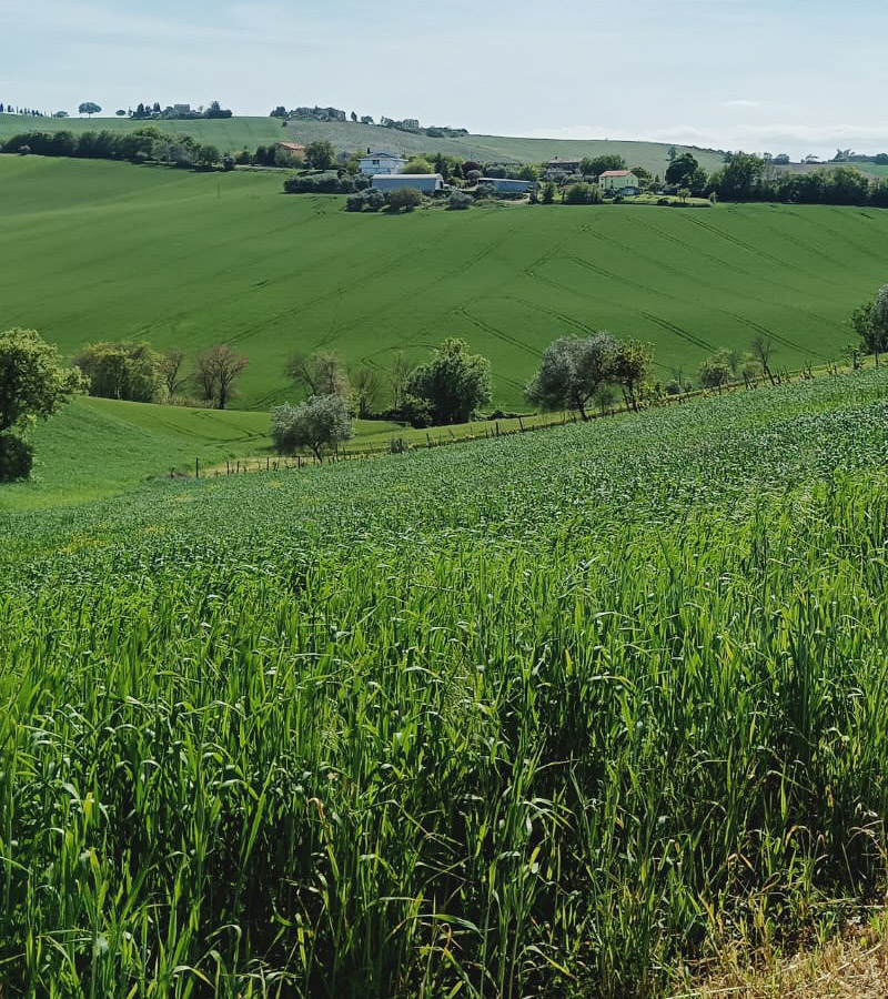 L'Oasi%20di%20Attilio